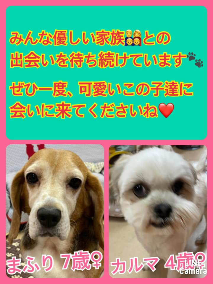 🐾今日の里親様募集中ワンコ🐶メンバーです🐾2021,9,21